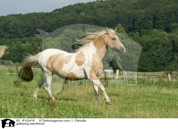galloping warmblood / IP-03416