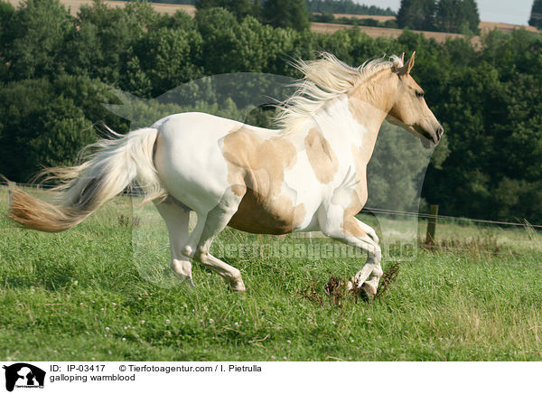 galloping warmblood / IP-03417