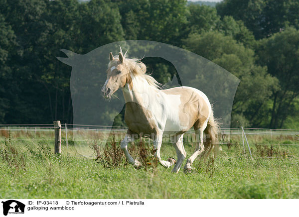 galloping warmblood / IP-03418