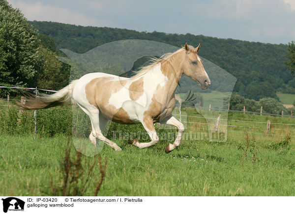 galloping warmblood / IP-03420
