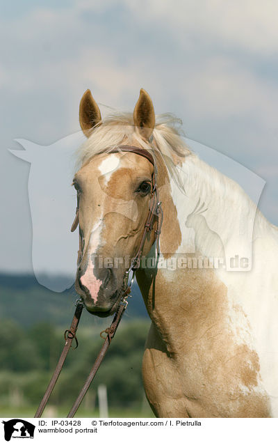 warmblood portrait / IP-03428