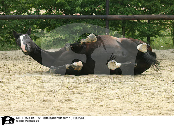 Warmblut wlzt sich / rolling warmblood / IP-03619