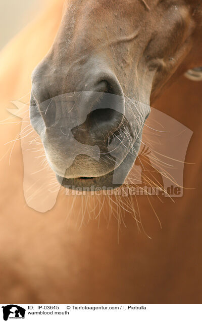 Warmblut Maul / warmblood mouth / IP-03645