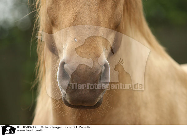 Warmblut Maul / warmblood mouth / IP-03747