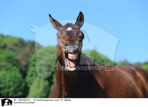 warmblood portrait / PM-06274
