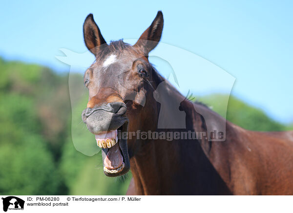 Warmblut Portrait / warmblood portrait / PM-06280