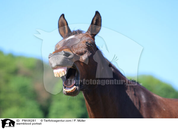 warmblood portrait / PM-06281