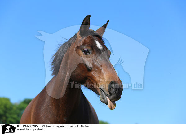 warmblood portrait / PM-06285