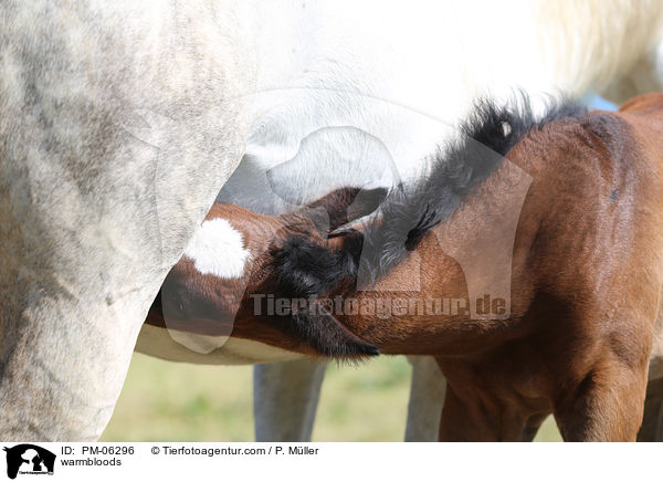 Warmblter / warmbloods / PM-06296