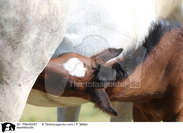Warmblter / warmbloods / PM-06297