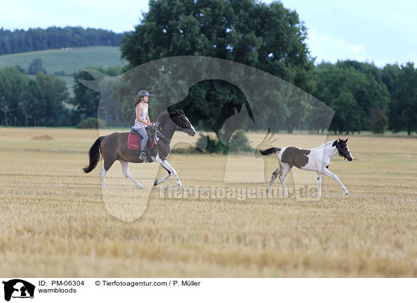 warmbloods / PM-06304