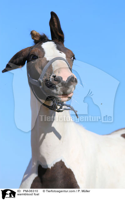 warmblood foal / PM-06310