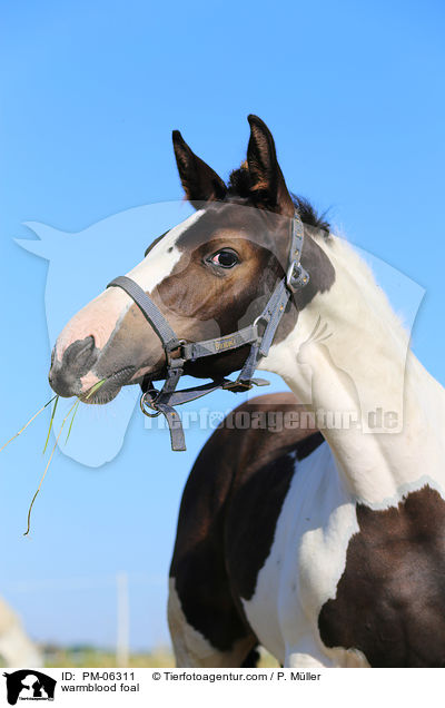 warmblood foal / PM-06311