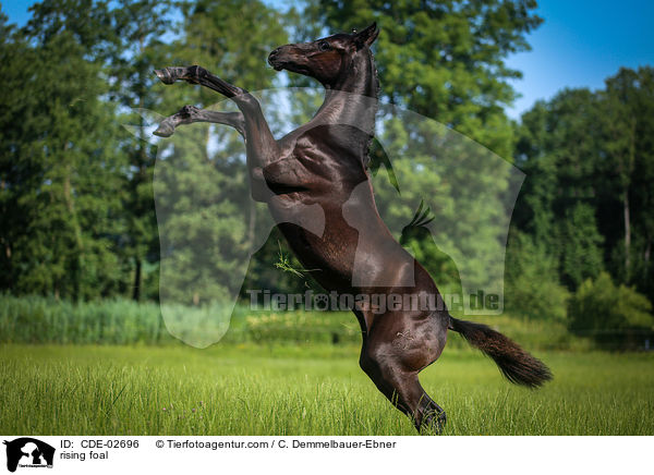 steigendes Fohlen / rising foal / CDE-02696
