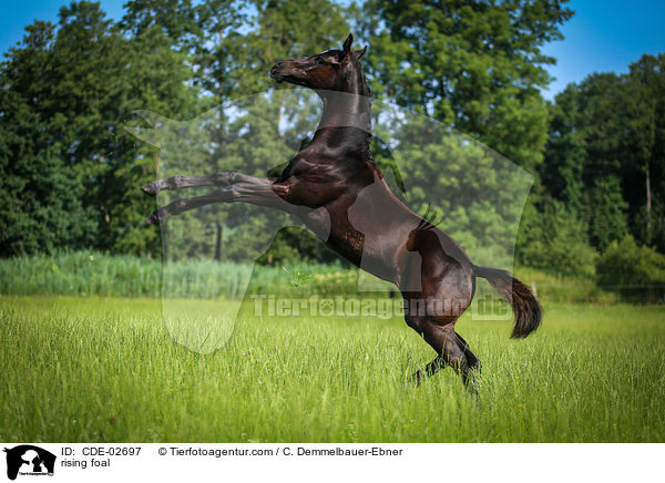 steigendes Fohlen / rising foal / CDE-02697