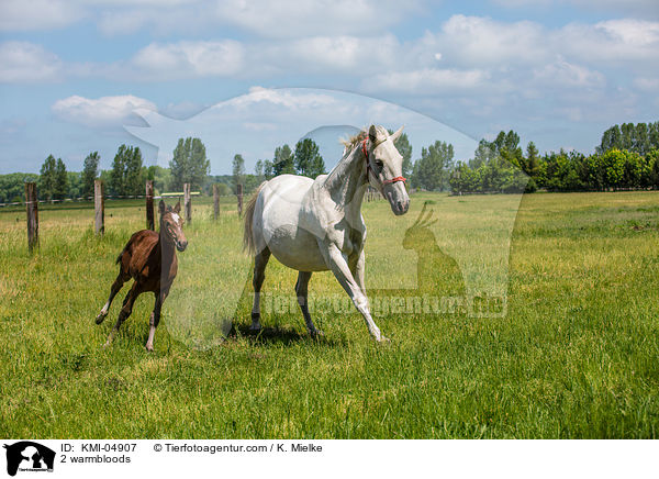 2 Warmblter / 2 warmbloods / KMI-04907