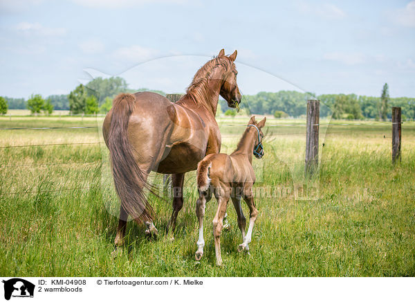 2 Warmblter / 2 warmbloods / KMI-04908