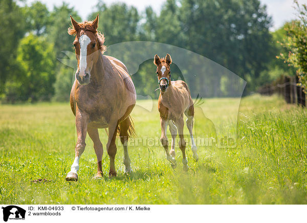 2 warmbloods / KMI-04933
