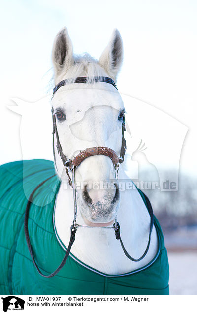 Pferd mit Winterdecke / horse with winter blanket / MW-01937