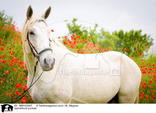 Warmblut Portrait / warmblood portrait / MW-03097