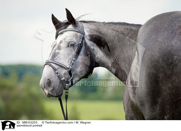 Warmblut Portrait / warmblood portrait / MW-03253