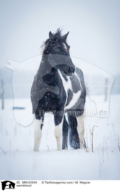 warmblood / MW-03540