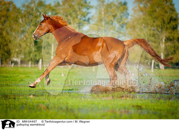 galoppierendes Warmblut / galloping warmblood / MW-04497