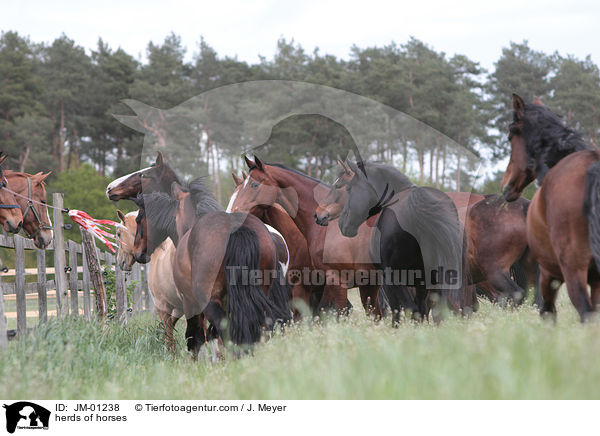 Pferdeherde / herds of horses / JM-01238