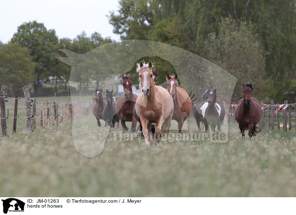 herds of horses / JM-01263