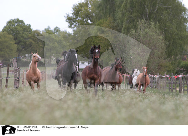 herds of horses / JM-01264