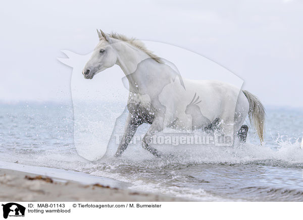 trabendes Warmblut / trotting warmblood / MAB-01143