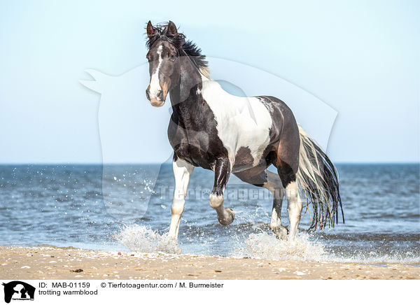 trotting warmblood / MAB-01159
