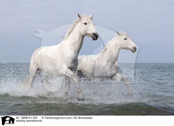trabende Warmblter / trotting warmbloods / MAB-01165