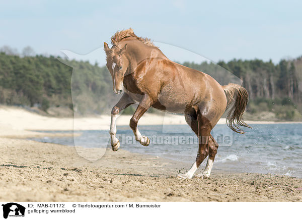 galoppierendes Warmblut / galloping warmblood / MAB-01172
