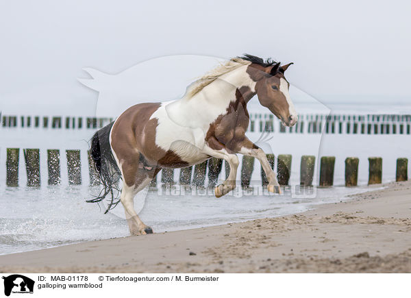 galloping warmblood / MAB-01178