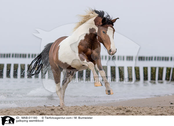 galloping warmblood / MAB-01180