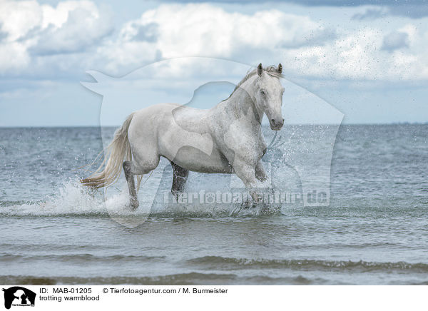 trabendes Warmblut / trotting warmblood / MAB-01205