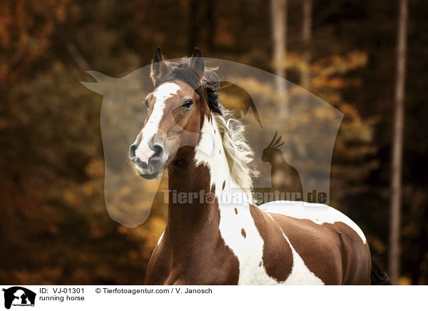 running horse / VJ-01301