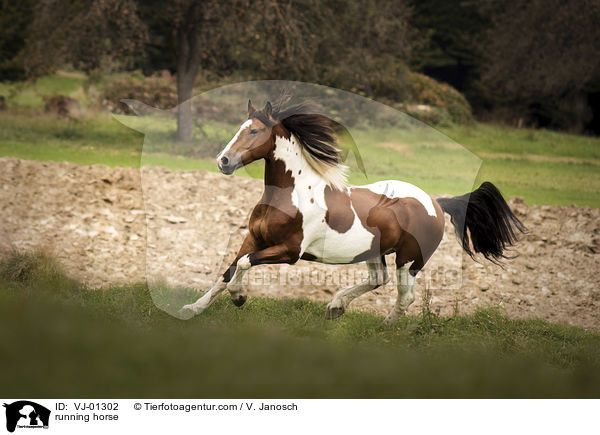 running horse / VJ-01302