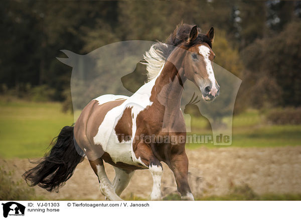 running horse / VJ-01303