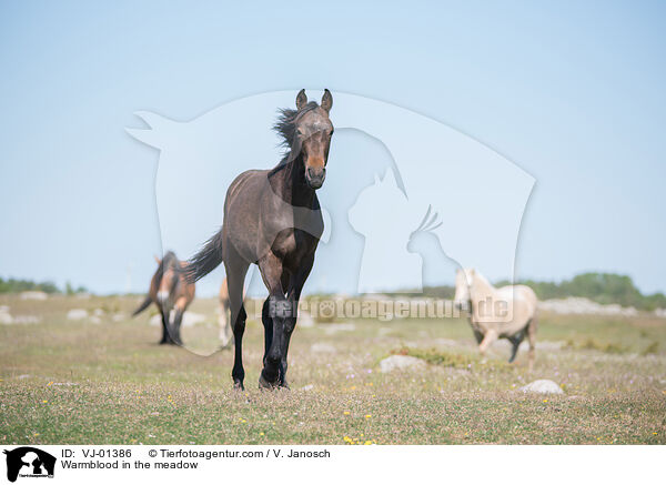 Warmblood in the meadow / VJ-01386