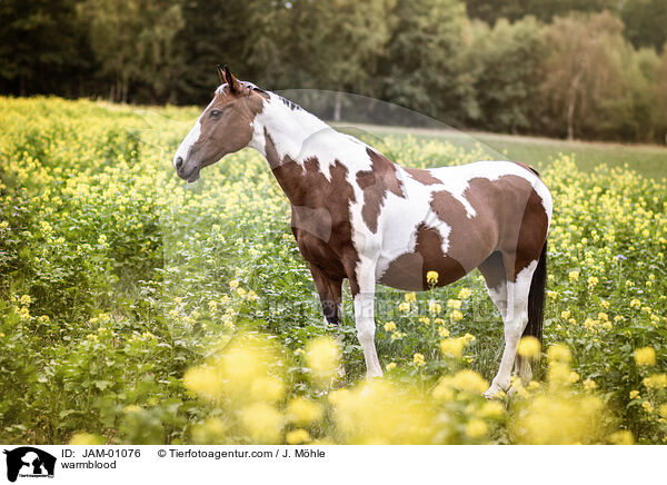 warmblood / JAM-01076