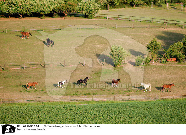 herd of warmbloods / ALK-01114
