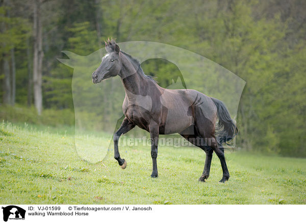 walking Warmblood Horse / VJ-01599