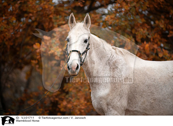 Deutsches Warmblut / Warmblood Horse / VJ-01711