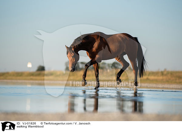 walking Warmblood / VJ-01826