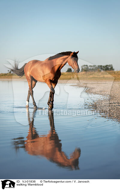 walking Warmblood / VJ-01836