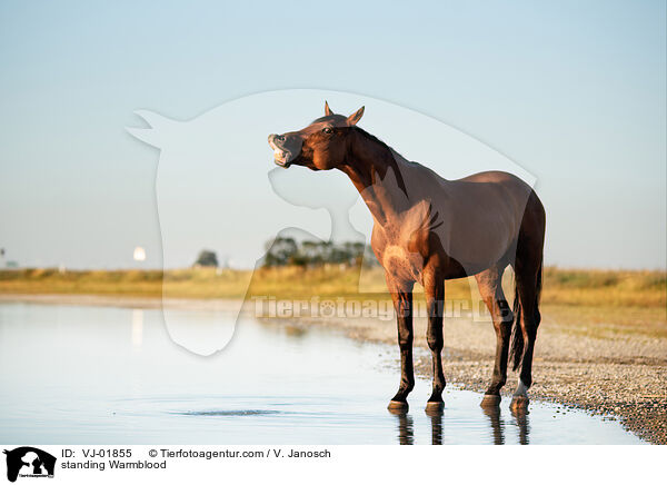 stehendes Warmblut / standing Warmblood / VJ-01855