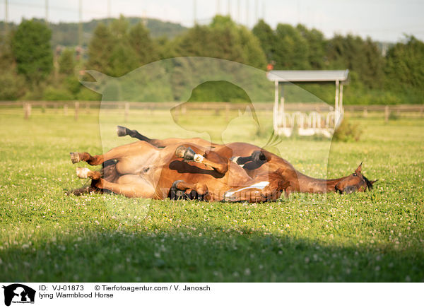 lying Warmblood Horse / VJ-01873