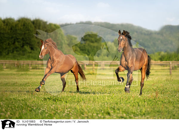 running Warmblood Horse / VJ-01883